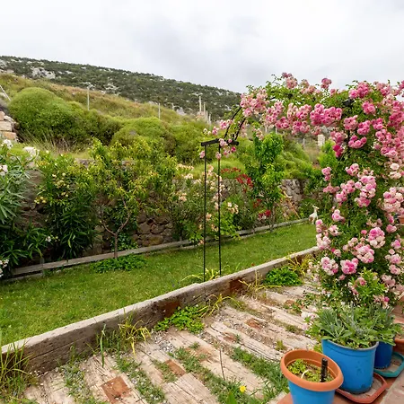 Mavi Keci موردوغان